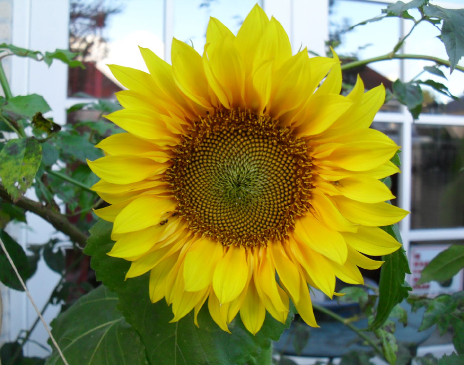 Sunflower