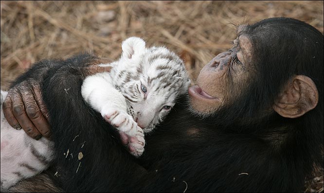 White Tigers get New Mom