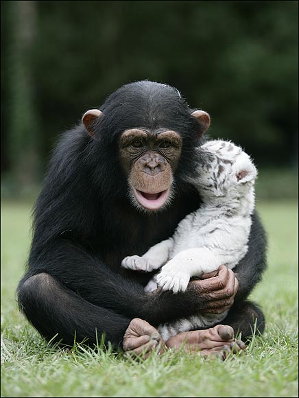 White Tigers get New Mom