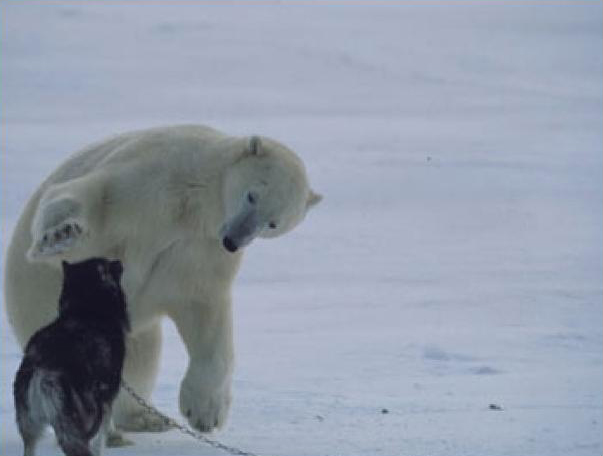 Polar Bear: I come in Peace