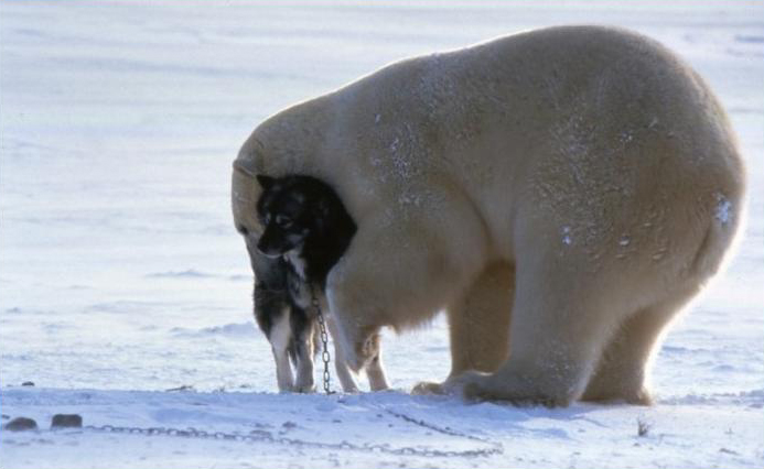 Polar Bear: I come in Peace