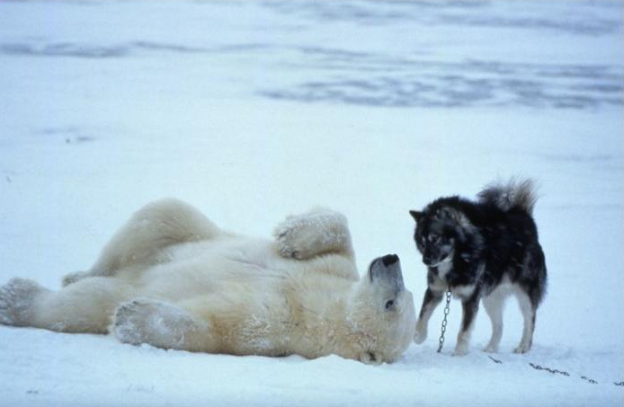 Polar Bear: I come in Peace