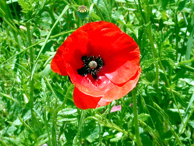 Red Poppy