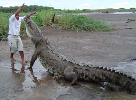 The Crocodile Whisperer