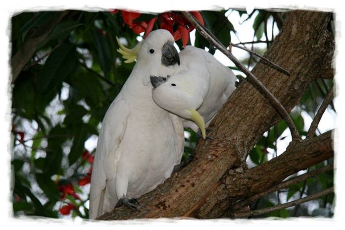 Love Birds